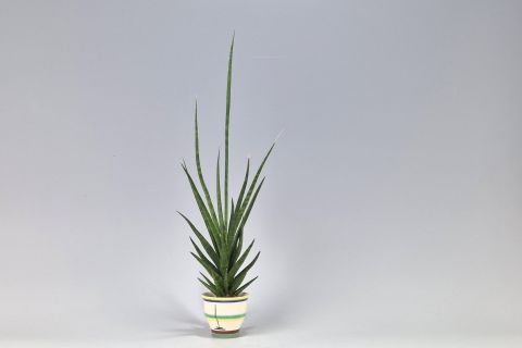 Hael Bauhaus Ceramic Cactus Planter