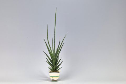 Hael Bauhaus Ceramic Cactus Planter