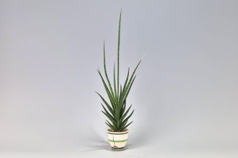 Hael Bauhaus Ceramic Cactus Planter
