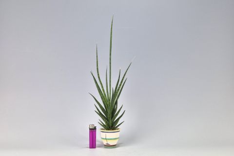 Hael Bauhaus Ceramic Cactus Planter