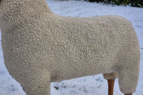 Vintage Echtfell Krafft / Meier Germany Schaf